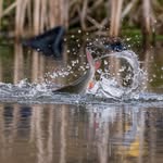 Alex Burkart - @alex_fishingpl - Instagram