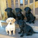 alex cheek - @random_puppies_dogs - Instagram