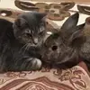Alex & chestnut❤️ - @kitten.loves.bunny - TikTok