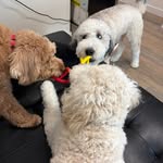 Alex Colvin - @goldenservicedoodle - Instagram