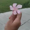 Annamay - @alexdedios107 - TikTok