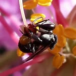 Alex Derrick 🐝 Native Stingless Bees - @spicershollownativebees - Instagram