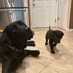 Dexter (Sabrina x Avenger) & Alex (Cody x beauty) - @dexter_and_alex.tse - Instagram