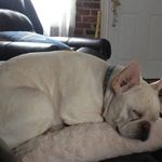 Alex Ditullio - @jerrysdad43 - Instagram