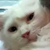 alexdoan227 - @alexdoan227 - TikTok