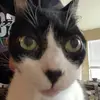 Alex Donovan - @akdonnie - TikTok