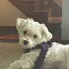 Alex Donovan - @alex952006 - TikTok