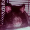 Alex Dub - @larchedestares - TikTok