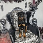 Alex Theevilcookie Filipiak - @filipiakalex - Instagram