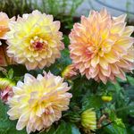Alex’s Garden - @alex__gardens - Instagram