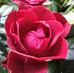 Alexandra Grammatico - Facebook
