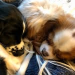 Alex Grill - @pennyandlunapups - Instagram