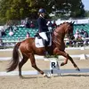 Alex Hardwick - @alexhardwickdressage - TikTok