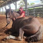 Alexandra Hindle - @hindlehorsemanship - Instagram