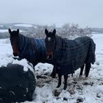 Lexi Hurrell - @spam.lexiequestrian_ - Instagram