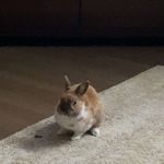 Alexander iannuzzi - @ricardo_is_so_fat_ - Instagram