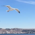 Alex Ioannou - @alex.ioannou.397 - Instagram