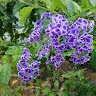 alex ip - @skyfire_00 - TikTok