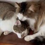 ★𝑆𝑖𝑚𝑏𝑎_𝐴𝑙𝑒𝑥_𝑑𝑖𝑒_𝑐𝑟𝑎𝑧𝑦_𝐾𝑎𝑡𝑧𝑒𝑛★ - @alex_simba_die_crazy_katzen - Instagram