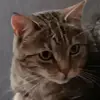 🦤😏 - @alex..katzenliebhaber - TikTok