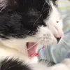 Alex c: - @katzenalex - TikTok