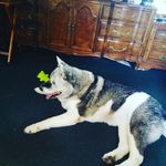 Alex Kinsman - @alexk9010 - Instagram