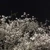 Alex Kirkpatrick - @augustalexandrix - TikTok