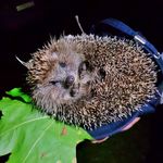 Alex_Kovalsky - @alex_k0valsky - Instagram