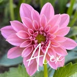 Alex • Hobby Gardener - @alex_learningtogarden - Instagram