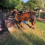 Alex Locklear - @revelationstables - Instagram