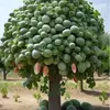 Grow a garden - @alex.mahecha - TikTok