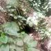 Alex Mayol - Facebook