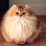 alex_mayorov - @alex.mayoroff2011 - Instagram