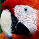 Alex mccormack - @cute_macaw_parrots - Instagram
