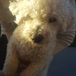 Alex mcnabb - @mr_milo_the_bichon - Instagram