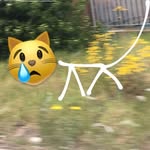 Alex Miles Cat - @alexmilescat_22 - Instagram
