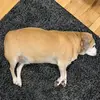 Alex Murawski - @alexmurawski - TikTok