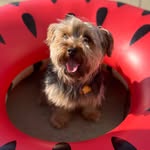 Alex Murawski - @_chewie_the_yorkie_ - Instagram
