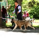 Алексей Никулин/Ам. Акиты/Сиба - @alex_nikulin_888 - Instagram