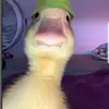 opalka - @alexopalka0 - TikTok