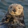AlexOtter - @alexotter564 - TikTok