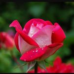Mahi Roy - @alex_____pakhi___ - Instagram