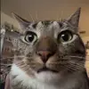 alexpavlov618 - @alexpavlov618 - TikTok
