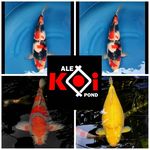 Alex Koi Pond Jagakarsa - @alex_koi_pond - Instagram