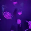 Alexis Prough - @alexisprough - TikTok