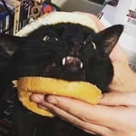 Alex Puryear - @mediocre.meme.maker - Instagram