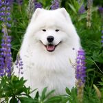 Алекс _ ALEX - @alex_radostzhiznimindal - Instagram
