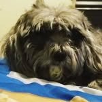 Alex Rhone - @alexthedog78 - Instagram