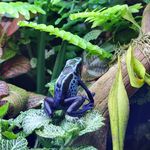 Alex Riggs’ Frogposting - @alexfrogposting - Instagram