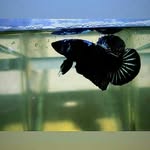 Alexsa.betta97 - @alexsa.betta97 - Instagram
